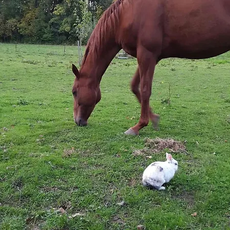 Spacious House In With Garden Casa vacanze Montignies-sur-Roc