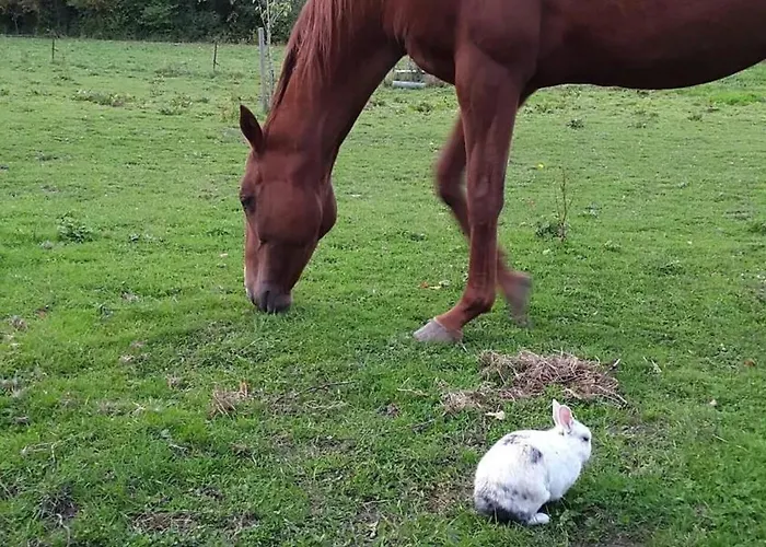 Spacious House In With Garden Holiday home Montignies-sur-Roc